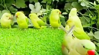 Parrots are talking and eating