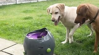 Dog ball launcher