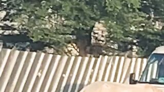 An injured horse