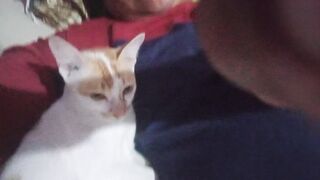 Funny cat 311
