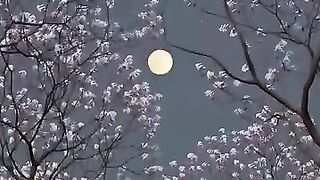 Hindi movie songs