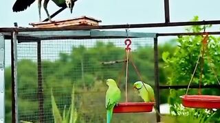 Parrots eating dinner with friends