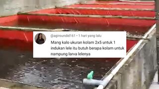 Kolam ukuran 2x5 meter untuk PEMIJAHAN lele kira-kira buat berapa kolam