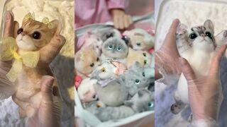 So fluffy beautiful squishy cats | amazing asmr