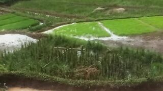 Di sawah