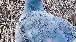 Beautiful birds 23