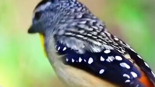 Beautiful birds 24