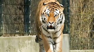 Aestetic Sumatran Tiger