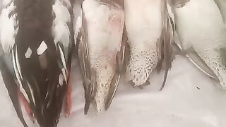 Wild bird hunting in