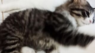 Cat 01
