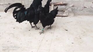 Black ayam cemani?
