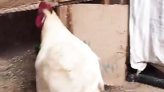 What is here