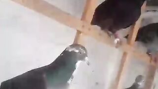 Khukuli pigeons