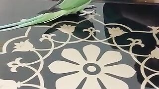 Raw parrot beautiful