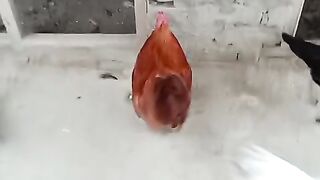 Red bull ?