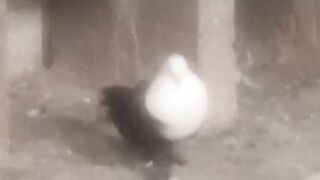 The pigeon hole