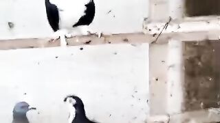 Pigeon and