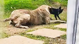 Animais ????????