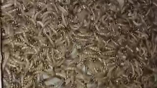 harvesting self-cultivated German caterpillars