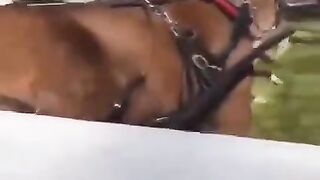 Pitbull tries to bite horse, gets kicked into oblivion. Why do pitbulls always get triggered for nothing?