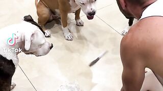Mr Eric and his Dogs