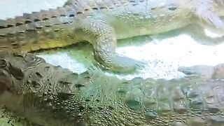 Natural science museum Islamabad 2