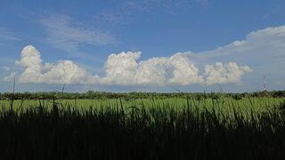 Pemandangan sawah dan awan