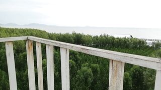 Pemandangan hutan mangrove