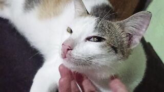 Kenapa kucing suka dielus?