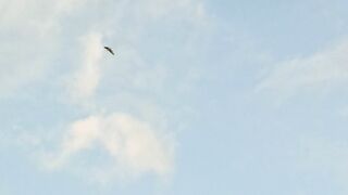 Burung elang terbang tinggi