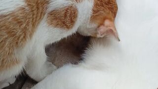 Anak kucing sedang minum asi induk kucing
