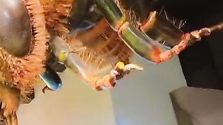 Bee art in museum