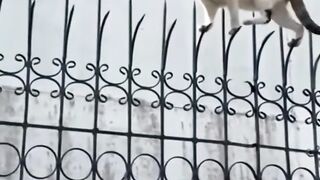 Funny cat clips for you