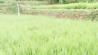 Pesawahan 3