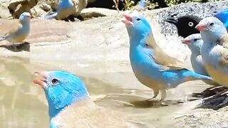 Beautiful finch birds