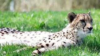Chetaah is the King of Speed ​​in the Animal World