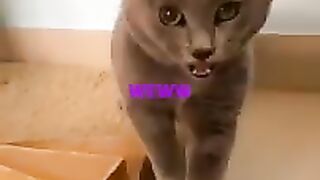 CAT LOVERS 2