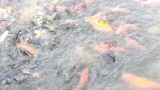 Living with fishs