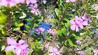 Flowers 33