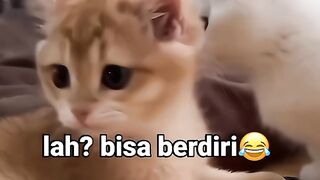 Kucing rasa manusia????????