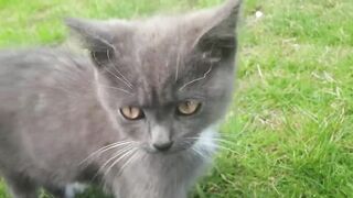 Som de gato - Gatinho miando --som para atrair gatos-- sound to  cats _somparagatos kitten meowing(