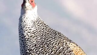 Beautiful partridge bird speaking