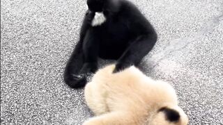 Random monkey white and black