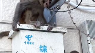 Little monkey so sad