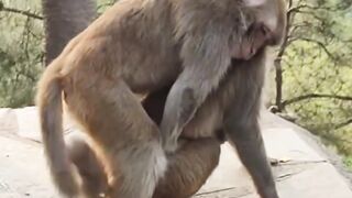 Kan ketauan kan nyet