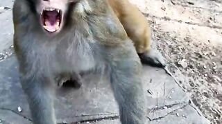 This monkey so angry