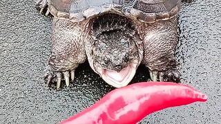 This turtle eat big chili so crazy