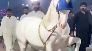 Horse ???? 3