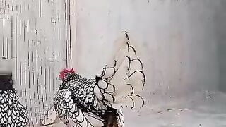 Polished chickens are polished?