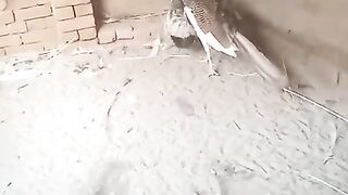 More is peacock
